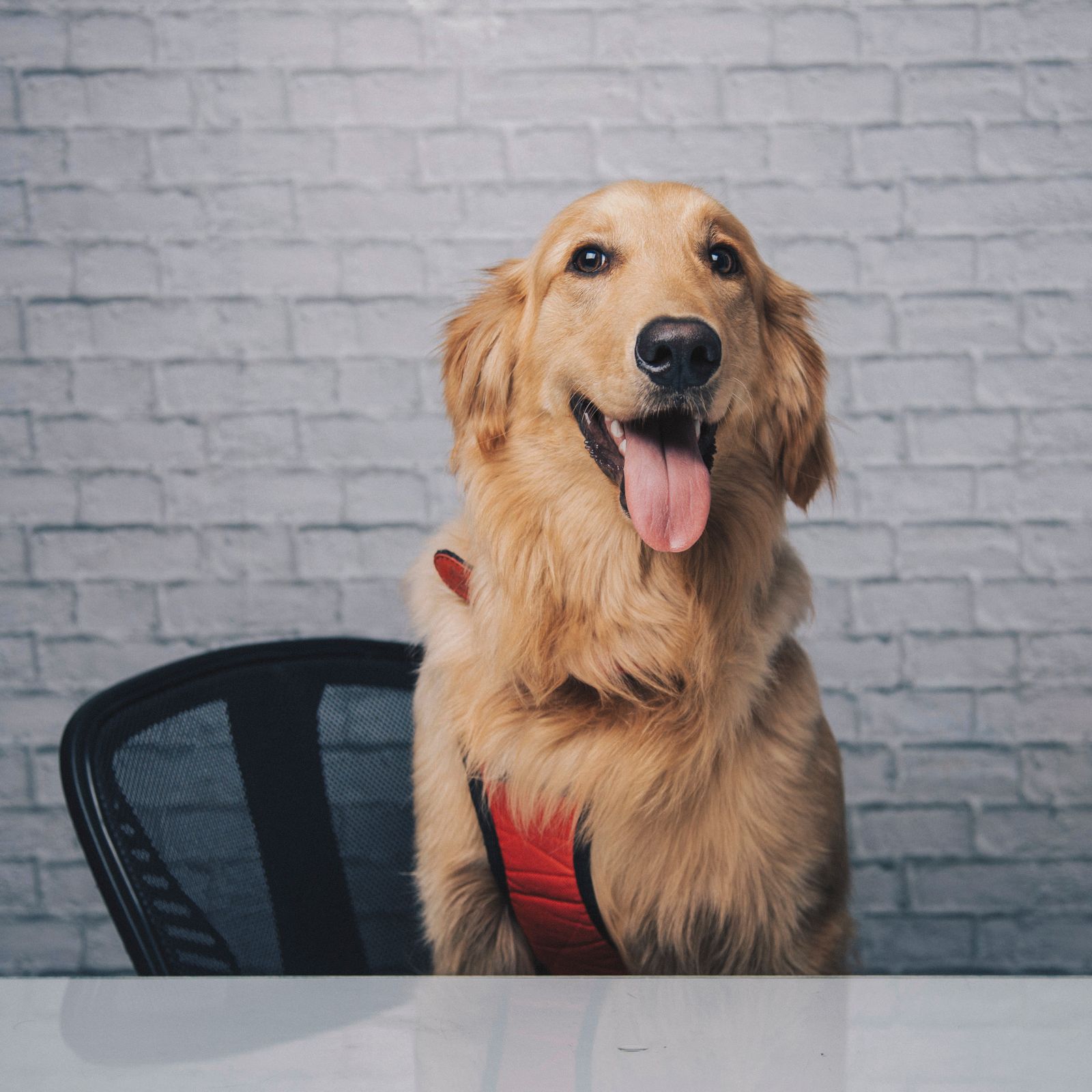 A golden retriever sitting up at a table, tongue out, looking straight at the camera like a dinner guest